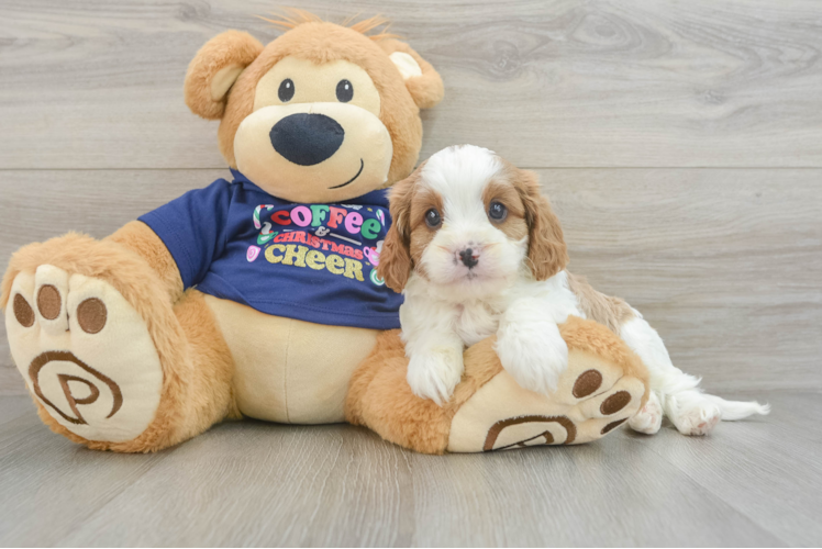 Cavapoo Pup Being Cute