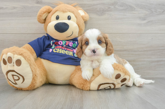 Cavapoo Pup Being Cute