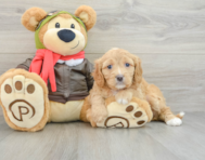 6 week old Cavapoo Puppy For Sale - Puppy Love PR