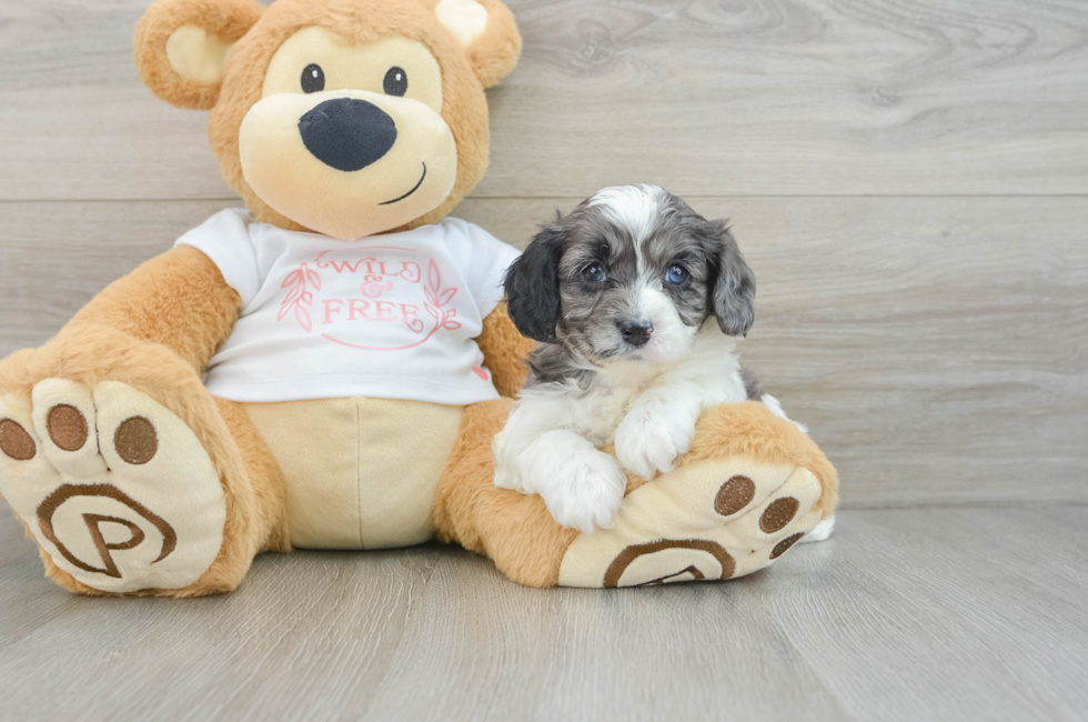 5 week old Cavapoo Puppy For Sale - Puppy Love PR