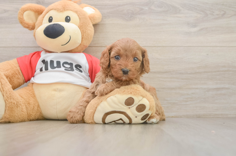 5 week old Cavapoo Puppy For Sale - Puppy Love PR