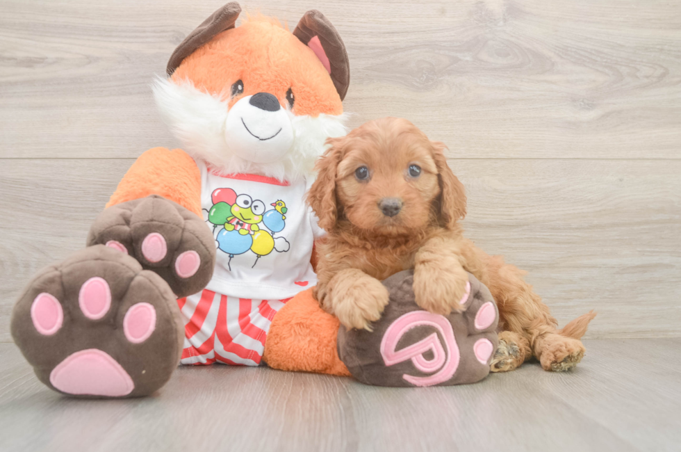 6 week old Cavapoo Puppy For Sale - Puppy Love PR