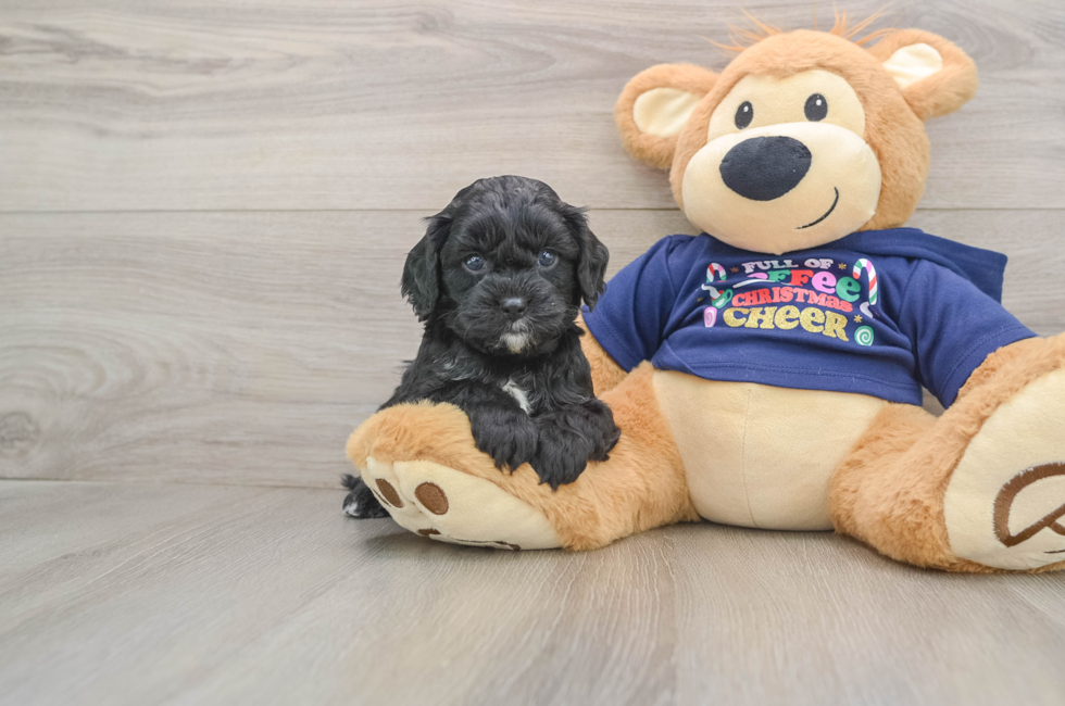 5 week old Cavapoo Puppy For Sale - Puppy Love PR