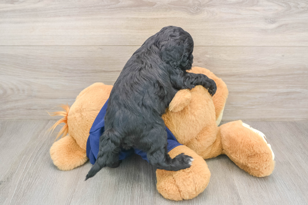 Energetic Cavoodle Poodle Mix Puppy
