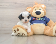 7 week old Cavapoo Puppy For Sale - Puppy Love PR