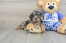 Cavapoo Pup Being Cute