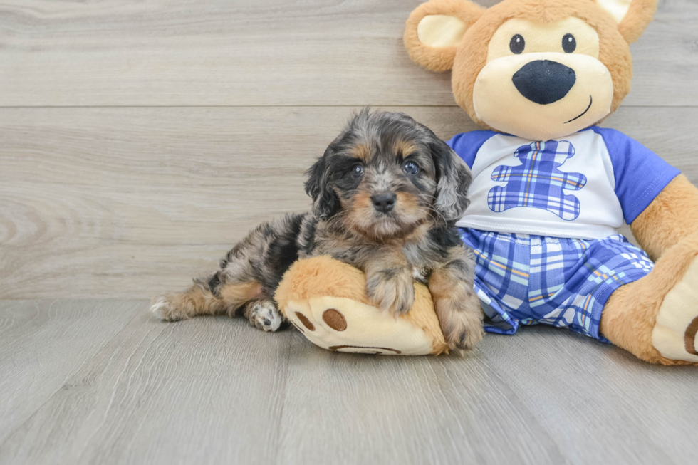 Cavapoo Pup Being Cute