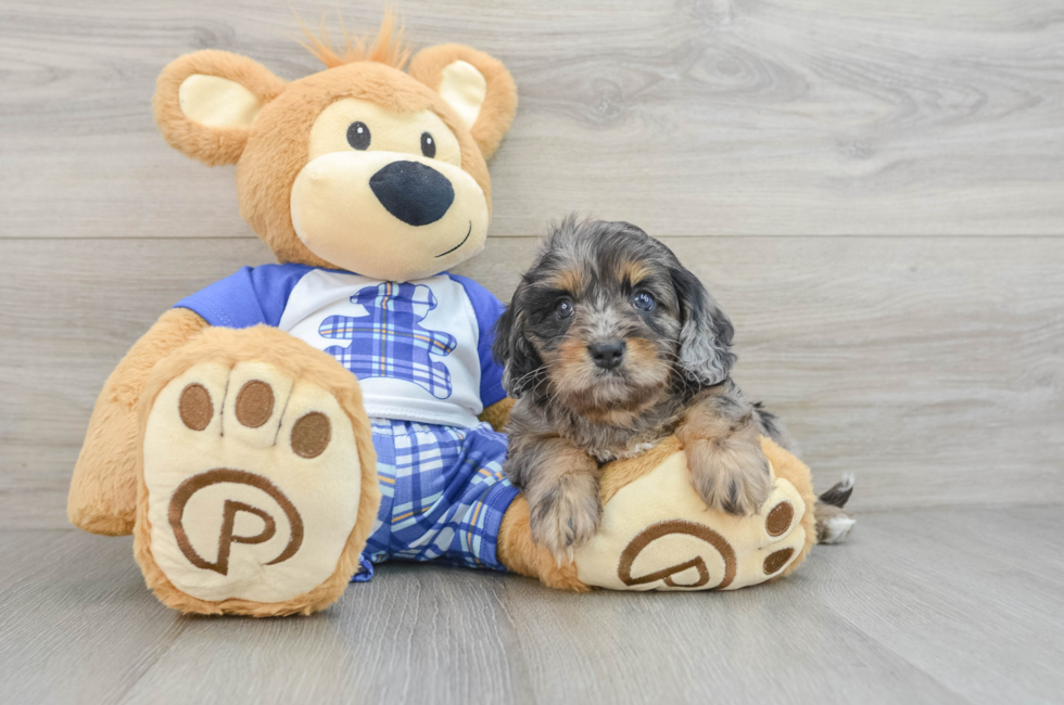 6 week old Cavapoo Puppy For Sale - Puppy Love PR