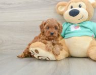 9 week old Cavapoo Puppy For Sale - Puppy Love PR