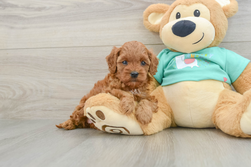 6 week old Cavapoo Puppy For Sale - Puppy Love PR