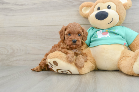 Hypoallergenic Cavadoodle Poodle Mix Puppy