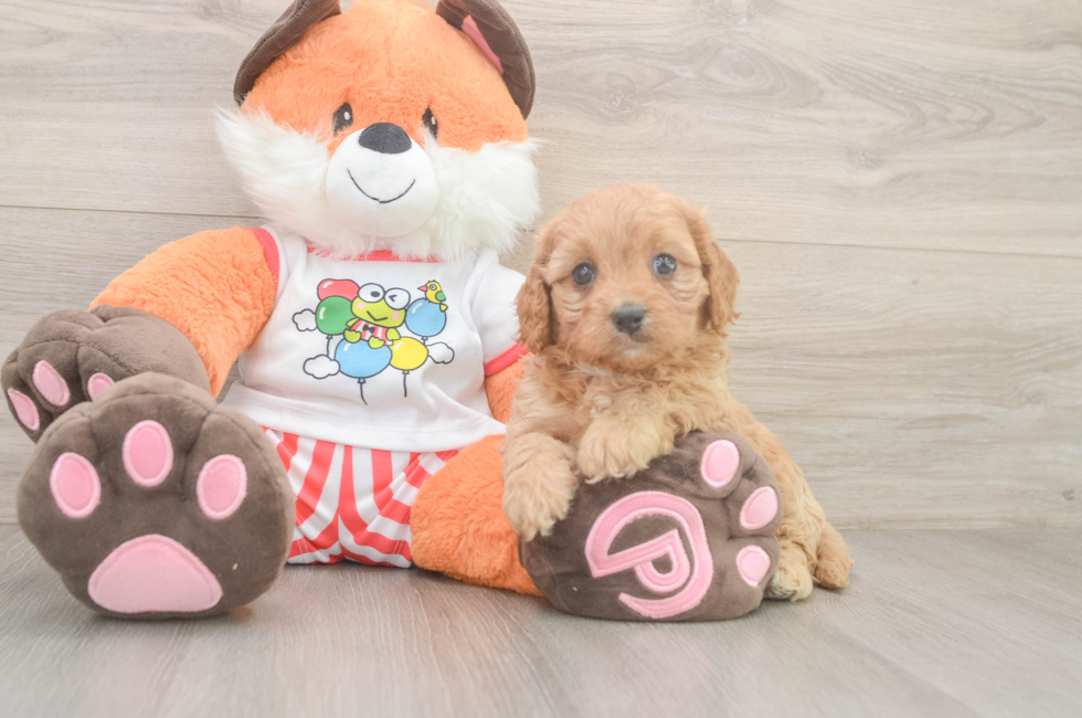 6 week old Cavapoo Puppy For Sale - Puppy Love PR