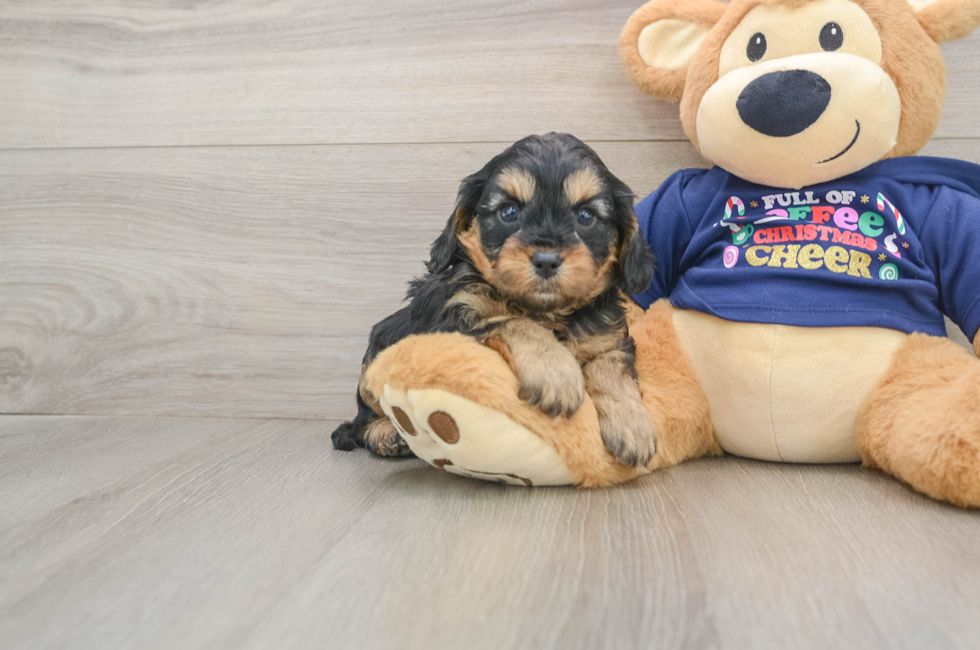 5 week old Cavapoo Puppy For Sale - Puppy Love PR