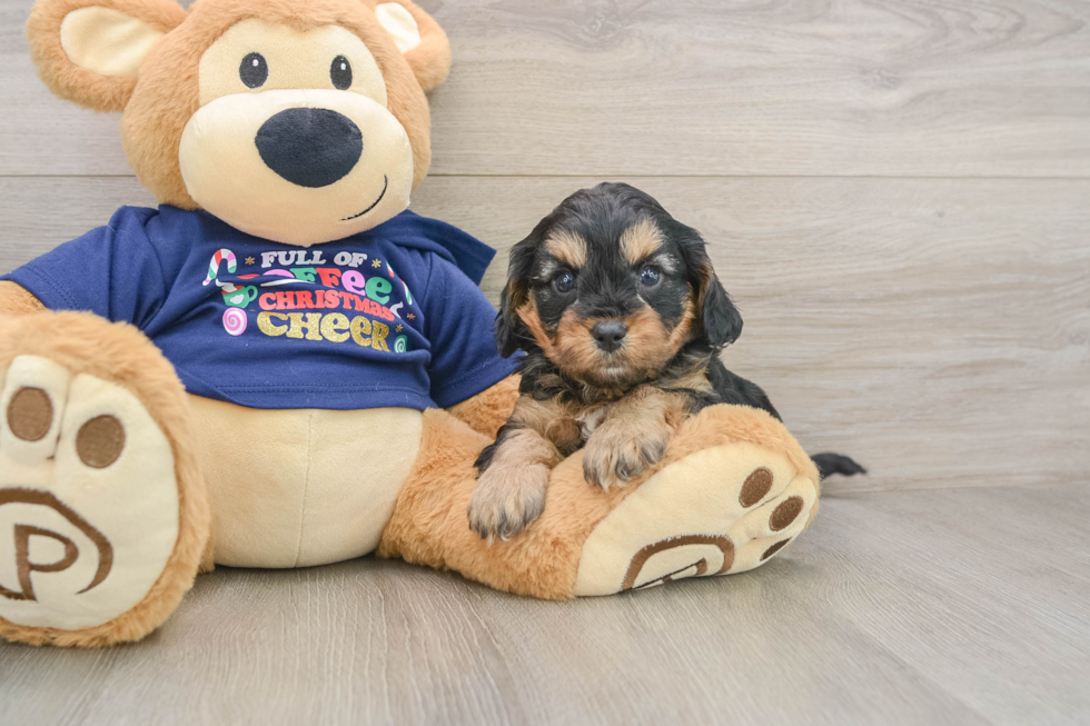 Petite Cavapoo Poodle Mix Pup
