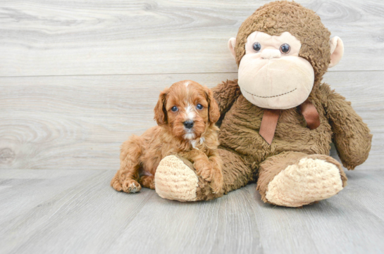 Best Cavapoo Baby