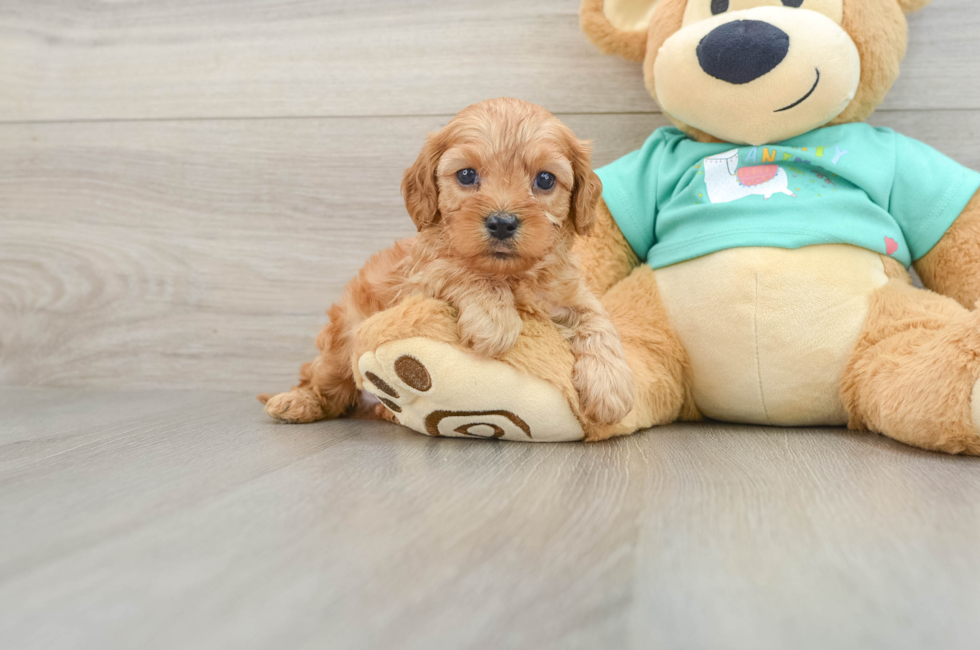 6 week old Cavapoo Puppy For Sale - Puppy Love PR