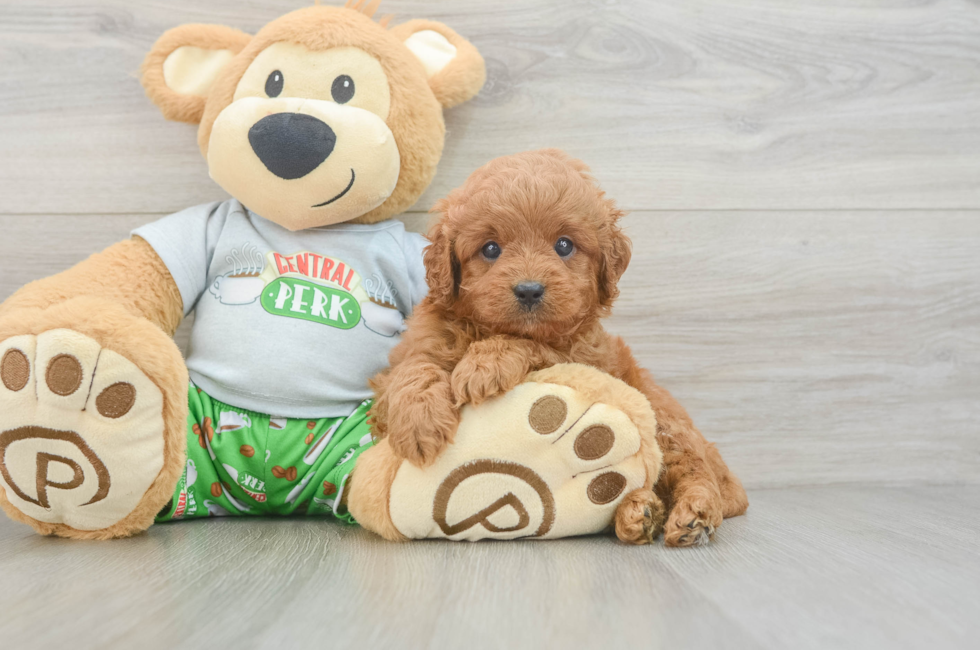 6 week old Cavapoo Puppy For Sale - Puppy Love PR