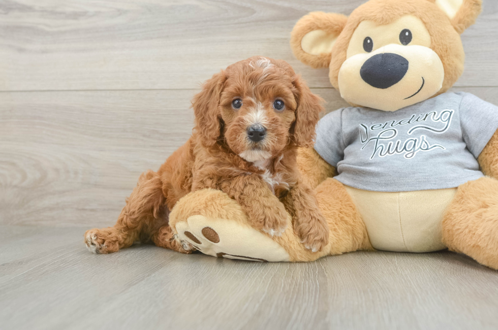 6 week old Cavapoo Puppy For Sale - Puppy Love PR