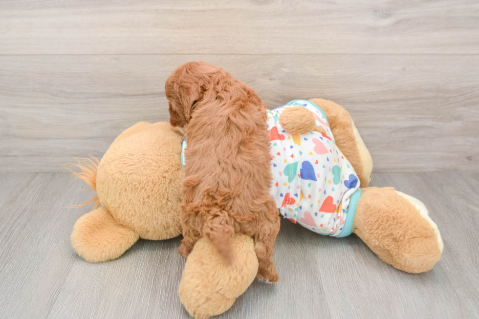 Petite Cavapoo Poodle Mix Pup