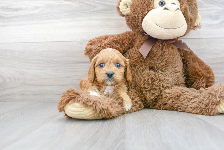 Cute Cavapoo Baby