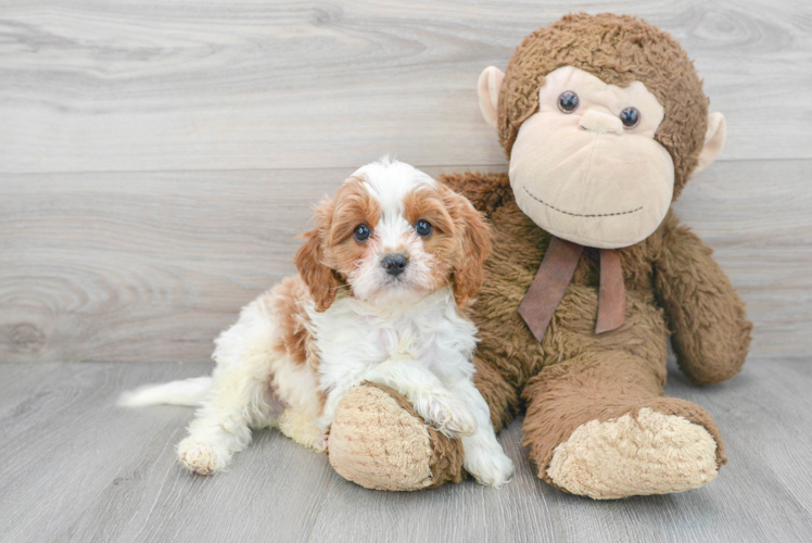 Happy Cavapoo Baby