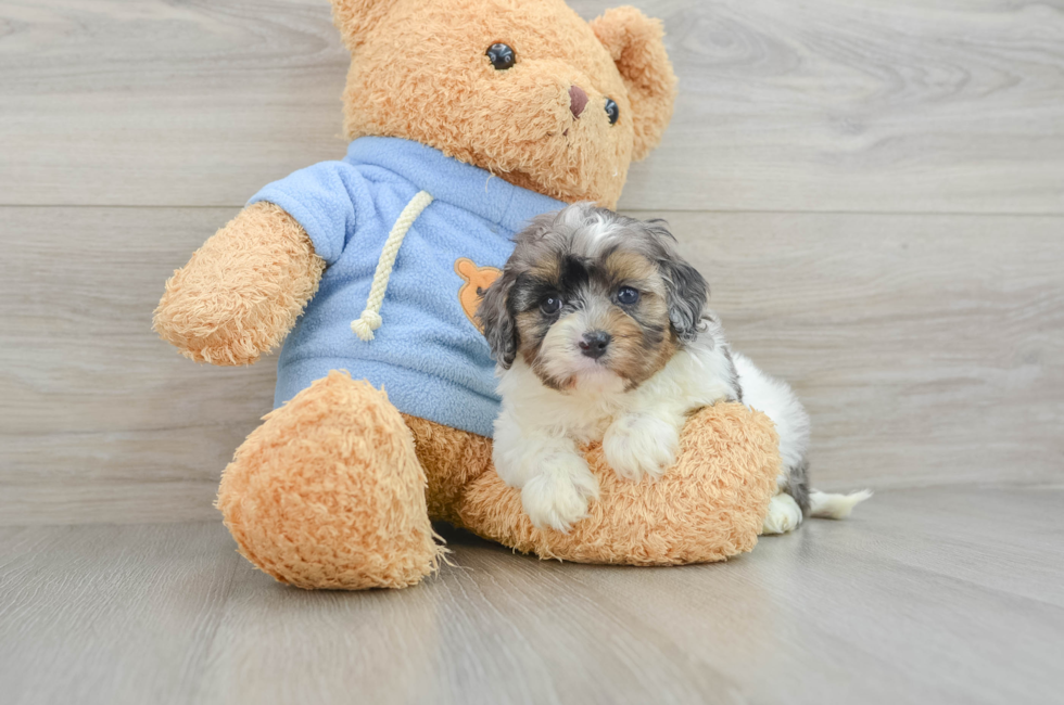 6 week old Cavapoo Puppy For Sale - Puppy Love PR