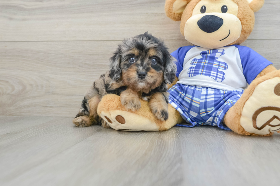 6 week old Cavapoo Puppy For Sale - Puppy Love PR