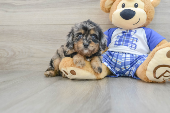 Cute Cavapoo Baby