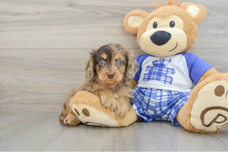 Adorable Cavalier King Charles Spaniel and Poodle Mix Poodle Mix Puppy