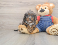 7 week old Cavapoo Puppy For Sale - Puppy Love PR