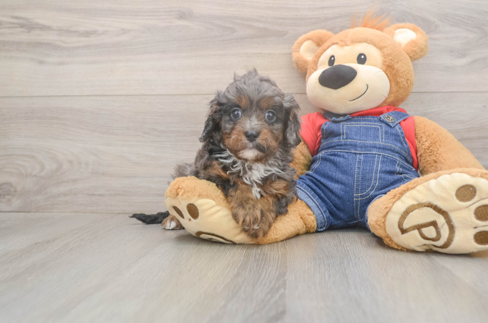 5 week old Cavapoo Puppy For Sale - Puppy Love PR
