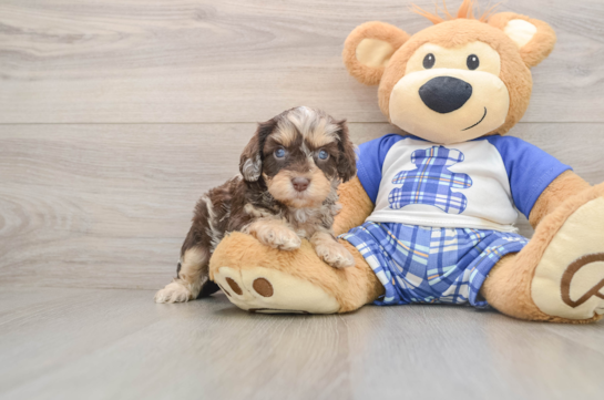 Popular Cavapoo Poodle Mix Pup