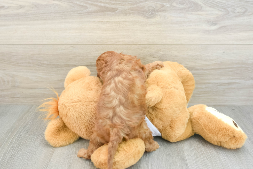 Cute Cavapoo Baby