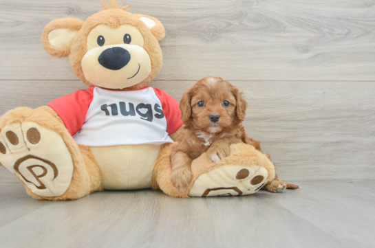 Popular Cavapoo Poodle Mix Pup