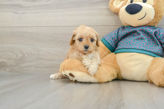 Cavapoo Pup Being Cute