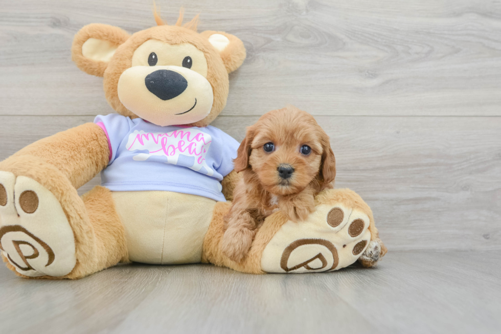 Cavapoo Puppy for Adoption