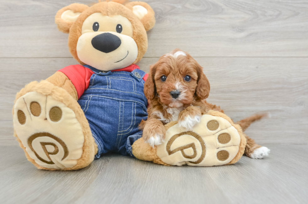 5 week old Cavapoo Puppy For Sale - Puppy Love PR