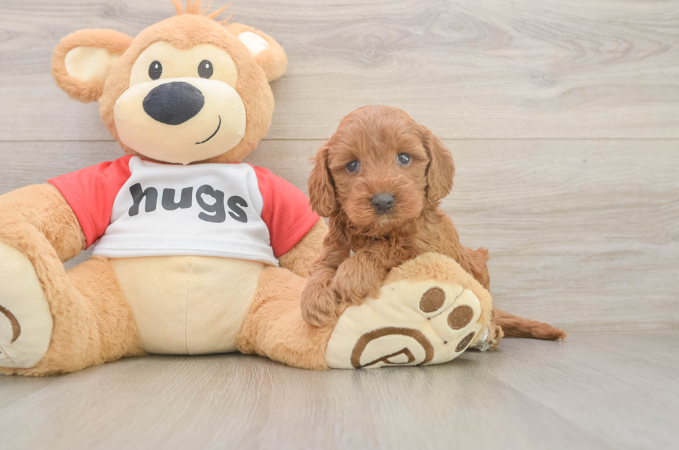 5 week old Cavapoo Puppy For Sale - Puppy Love PR