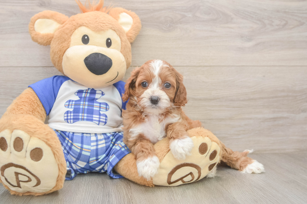 5 week old Cavapoo Puppy For Sale - Puppy Love PR