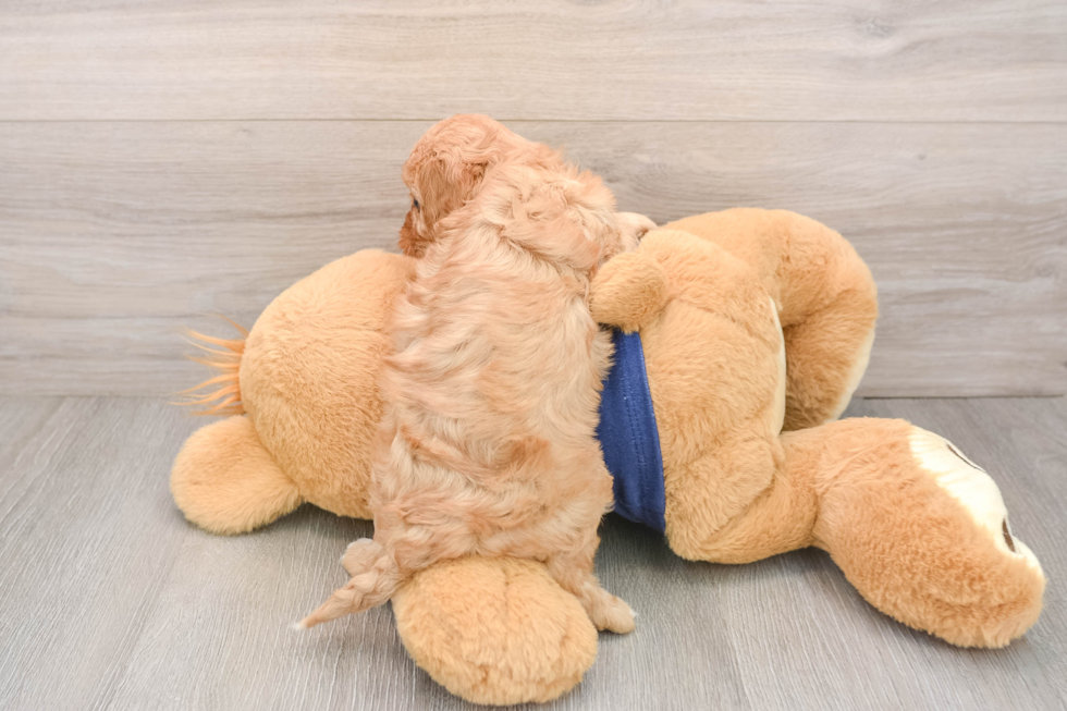 Friendly Cavapoo Baby