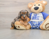 8 week old Cavapoo Puppy For Sale - Puppy Love PR