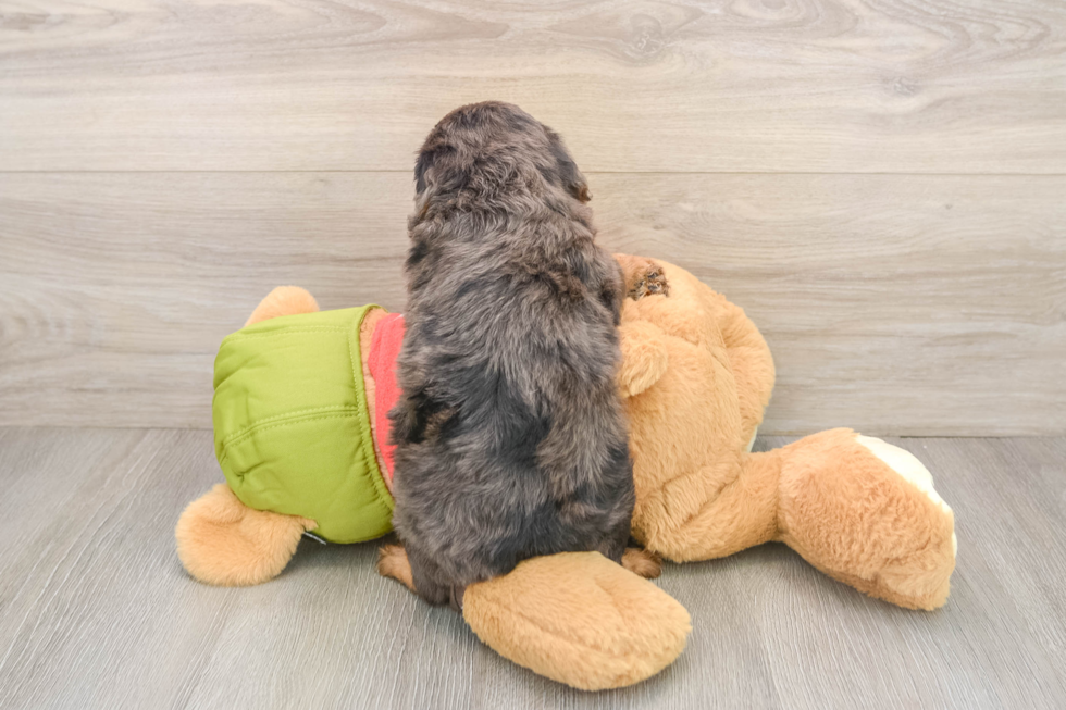 Cavapoo Puppy for Adoption