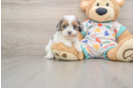 Popular Cavapoo Poodle Mix Pup