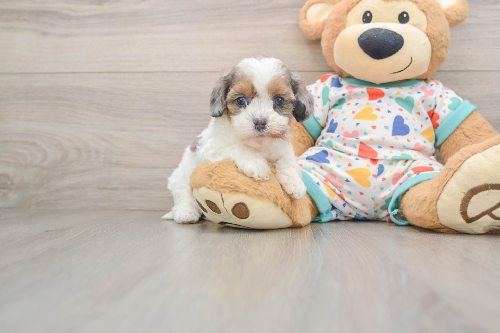 Popular Cavapoo Poodle Mix Pup