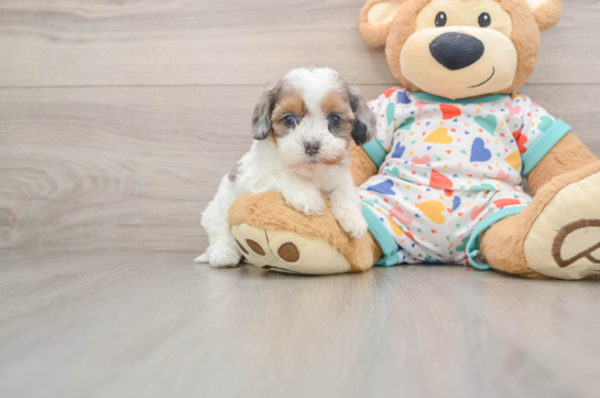 Popular Cavapoo Poodle Mix Pup