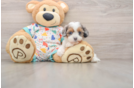 Happy Cavapoo Baby