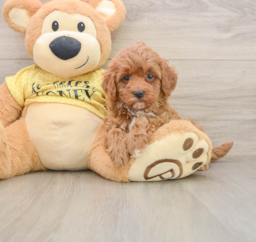 7 week old Cavapoo Puppy For Sale - Puppy Love PR