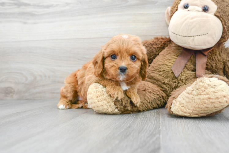 Smart Cavapoo Poodle Mix Pup