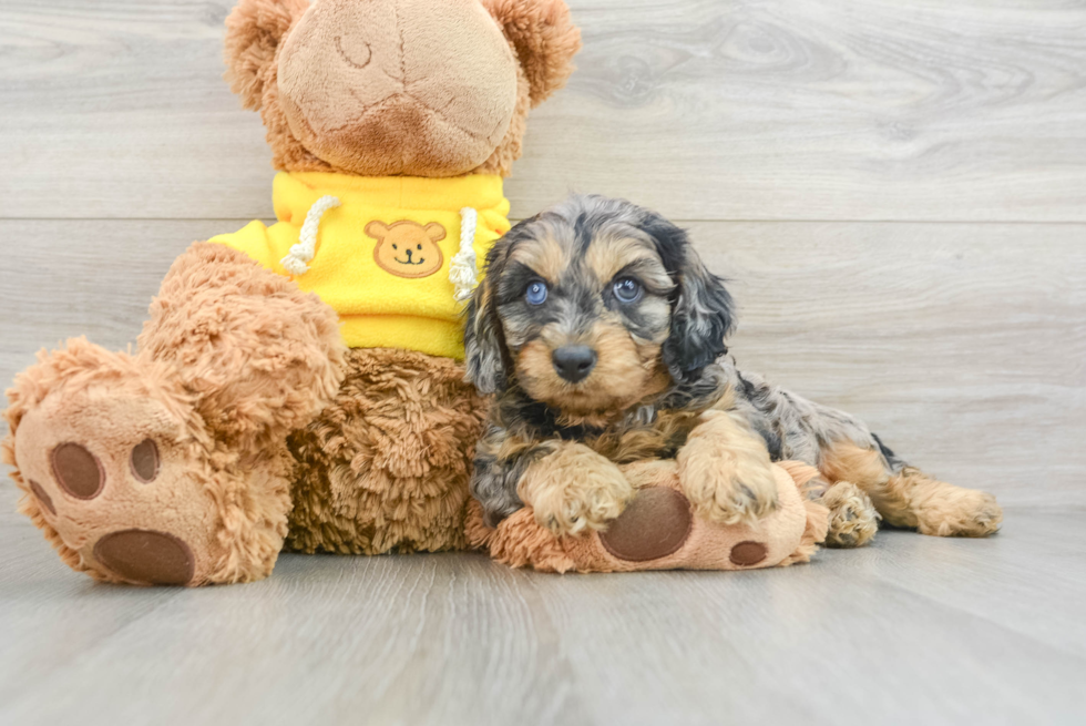 Happy Cavapoo Baby