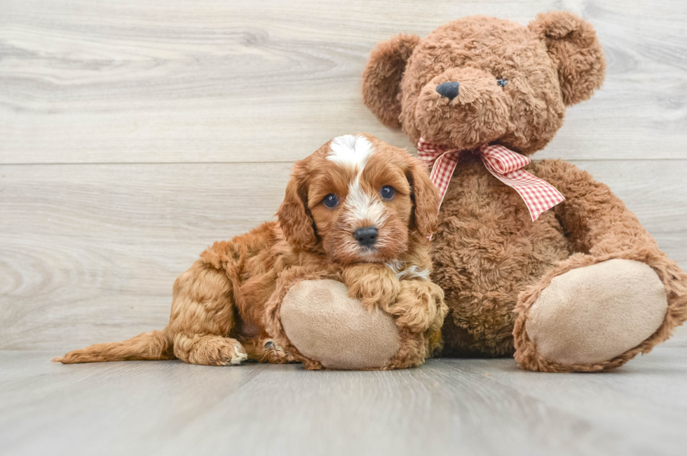 7 week old Cavapoo Puppy For Sale - Puppy Love PR